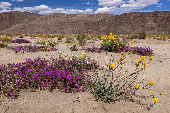 Desert Sunflower Yellow Flowers, March, Purple Desert Sand Verbena-  Borrego Springs Wildflower Desert,