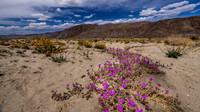 Desert Sunflower Yellow Flowers, March, Purple Desert Sand Verbena-  Borrego Springs Wildflower Desert,