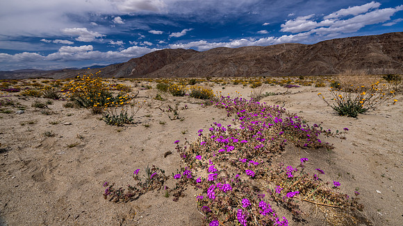 Desert Sunflower Yellow Flowers, March, Purple Desert Sand Verbena-  Borrego Springs Wildflower Desert,