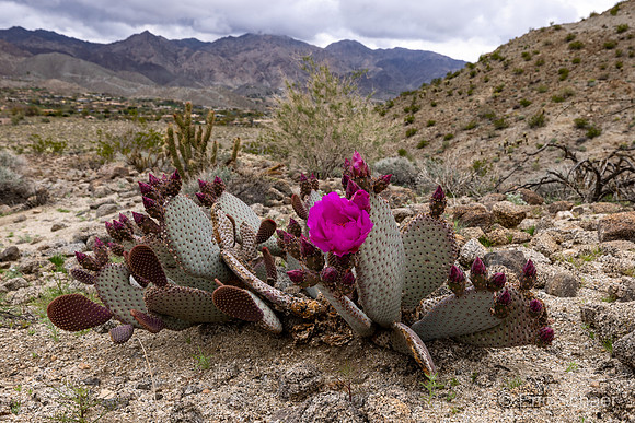 Beavertail Prickly Pear Cactus