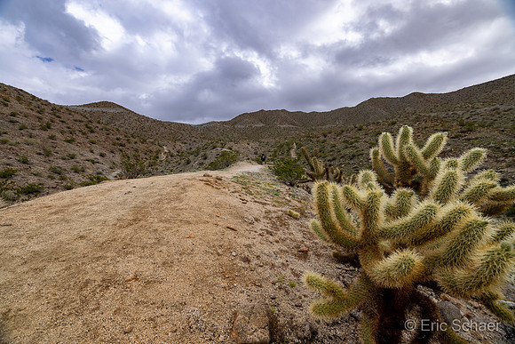 Cholla Cactus along trail