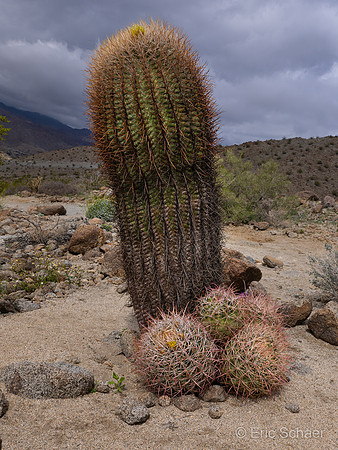 Barrel Cactus