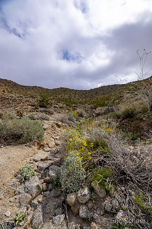 Desert Sunflower Yellow Flowers