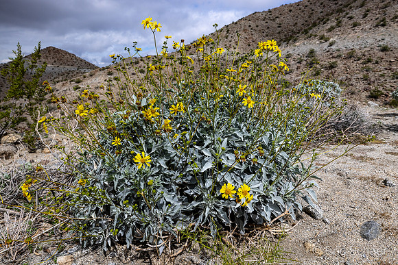 Desert Sunflower Yellow Flowers