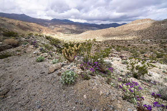 Wild Purple Phacelia flowers on edge of trail
