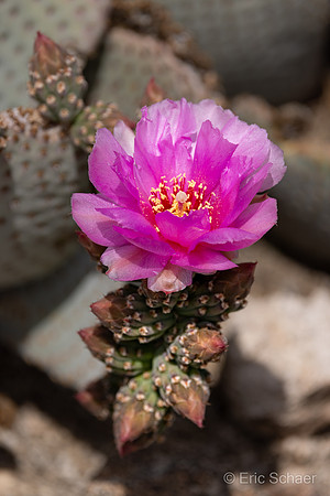 Beavertail Prickly Pear Cactus