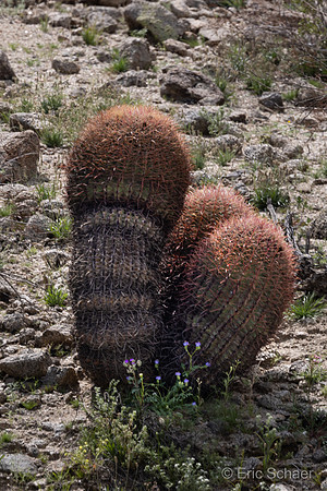 Barrel Cactus