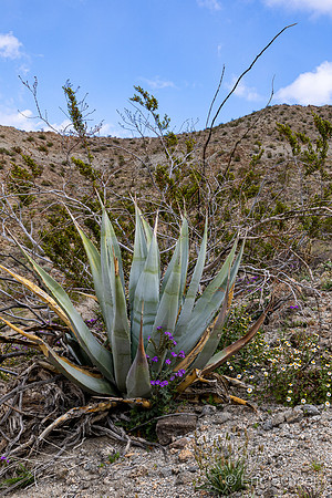 Yucca Desert Plant with Purple Phacelia flowers at base