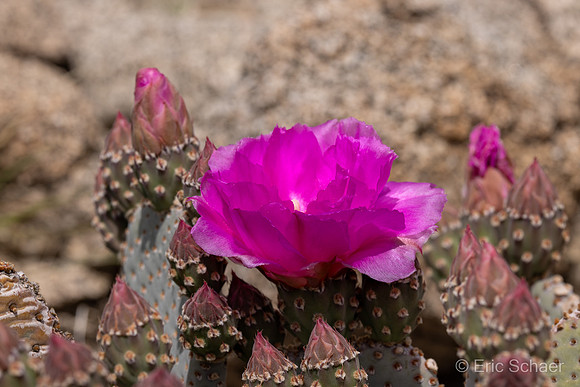 Beavertail Prickly Pear Cactus