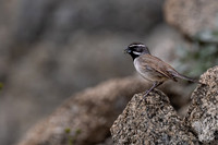 Cactus Wren Bird