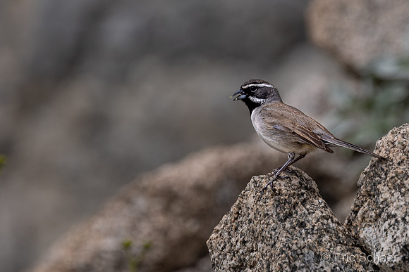 Cactus Wren Bird