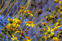 Desert Sunflower Yellow Flowers