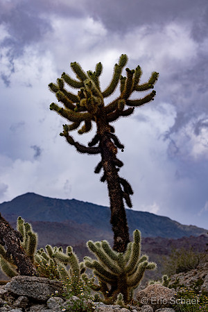 Cholla Cactus