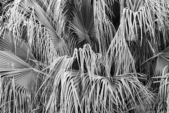 Westin Desert Willow Resort- Palm Detail