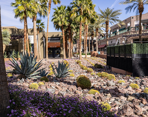 Shops El Paseo- Courtyard Landscape