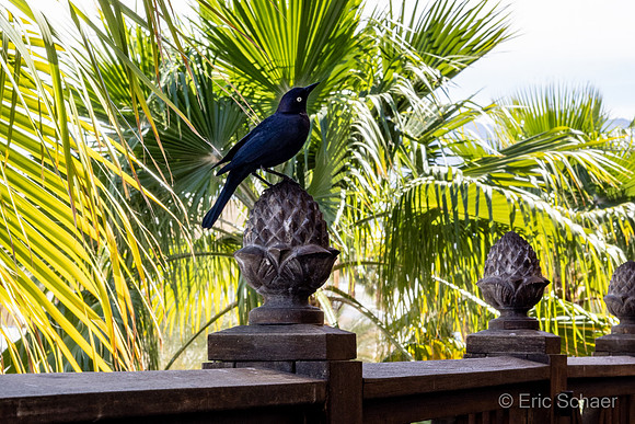 Shops El Paseo- Tommy Bahama Restaurant