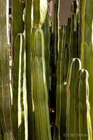 Shops El Paseo- Cactus
