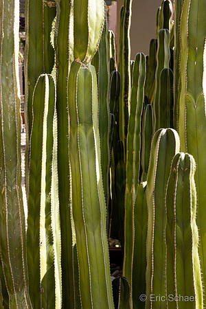 Shops El Paseo- Cactus