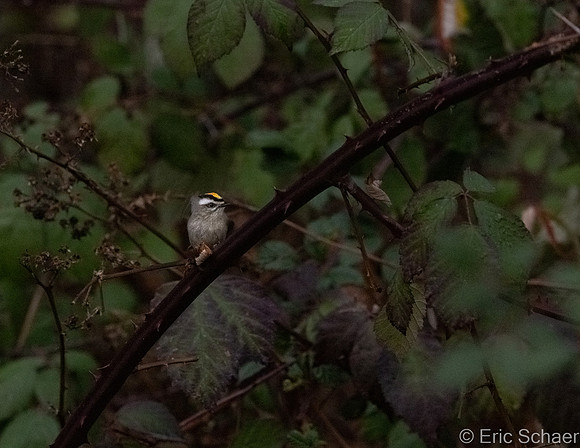 Golden-crowned Kinglet