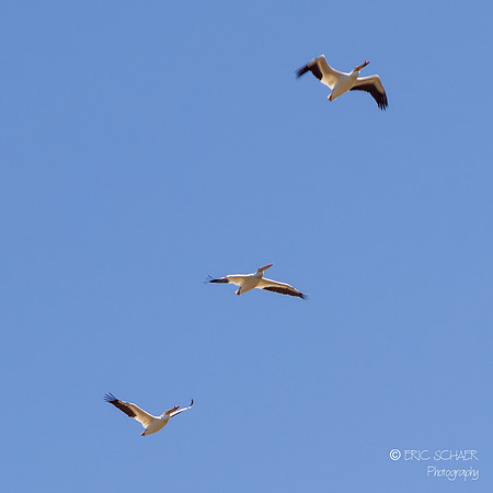 White Pelican Fly By