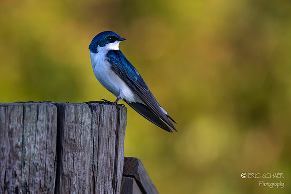 Tree Swallow