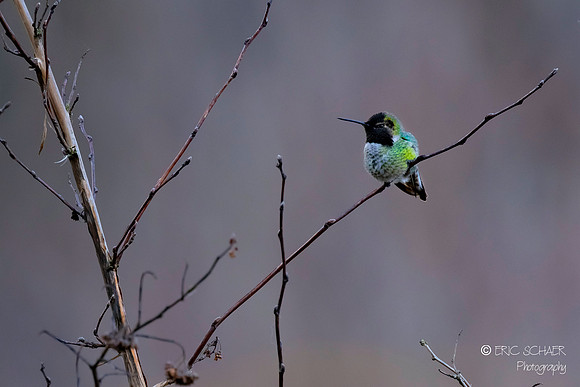 Anna's Hummingbird
