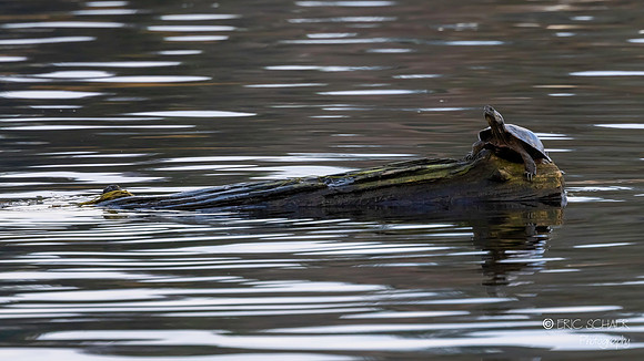 Yellow bellied slider turtle