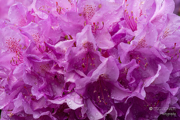 Rhododendron Pink Flower