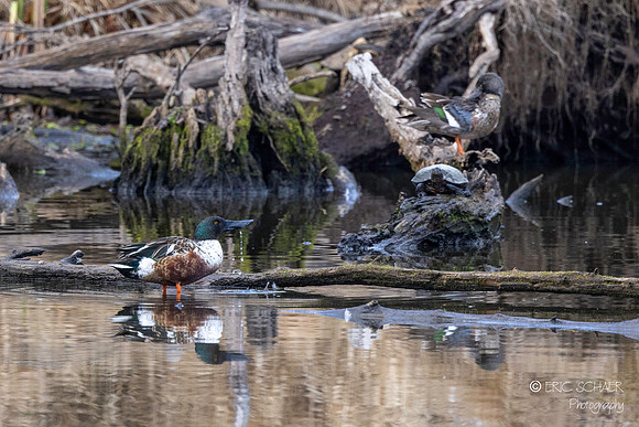 Northern Shoveler Duck