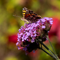 Bellevue Botanical Gardens