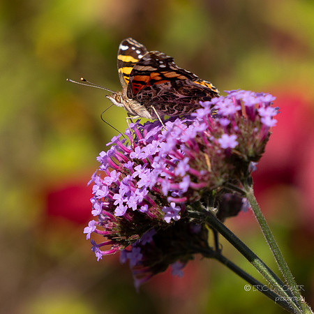 Bellevue Botanical Gardens