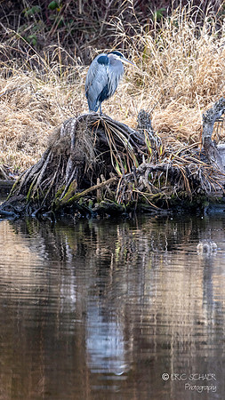 Great Blue Heron