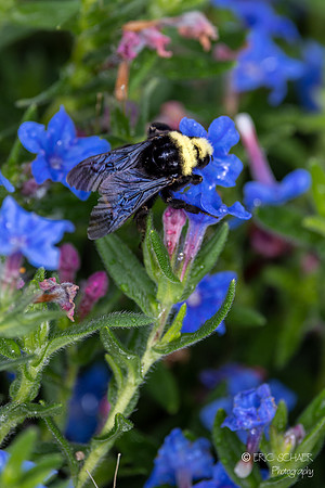 Bumble Bee