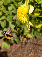 Bellevue Botanical Gardens