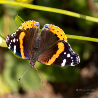 Bellevue Botanical Gardens