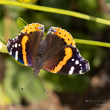 Bellevue Botanical Gardens