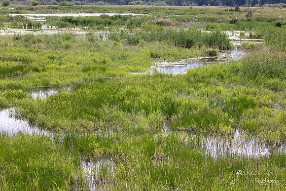 Tidelands