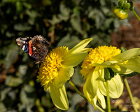 Bellevue Botanical Gardens