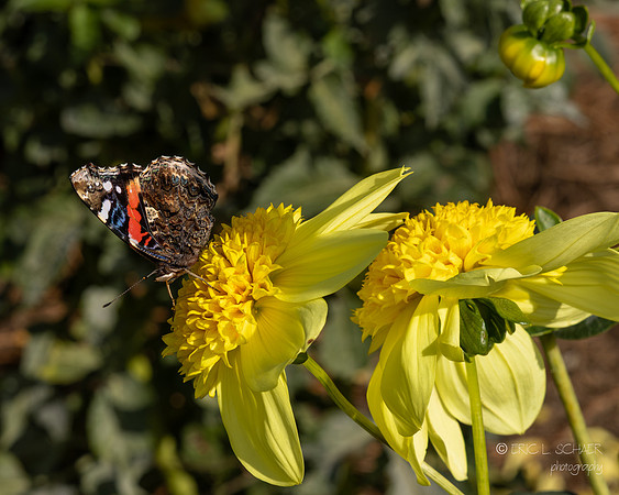 Bellevue Botanical Gardens