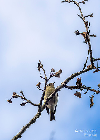 Ruby-crowned Kinglet