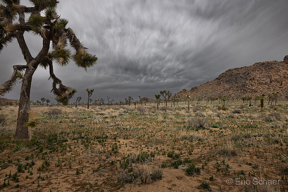 Joshua Tree National Park