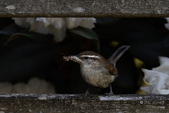Bewick's Wren