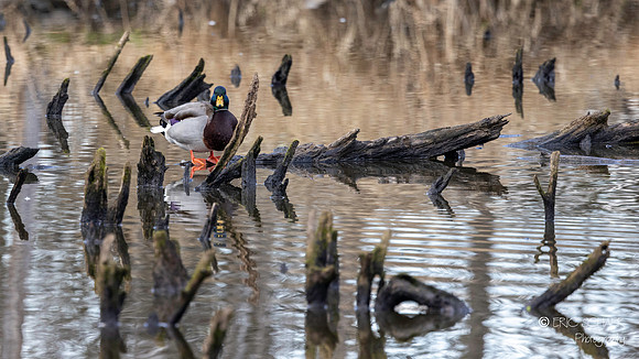 Mallard Duck