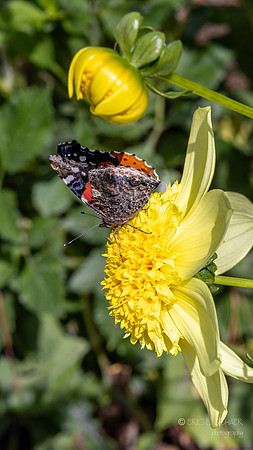 Bellevue Botanical Gardens