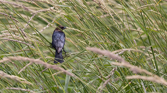 Brown-headed Cowbird