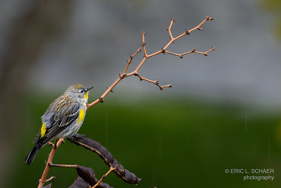 January- Palm Desert Calif., Yellow Rumped Warbler