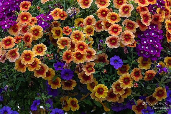 Flower Detail