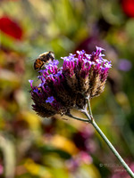 Bellevue Botanical Gardens