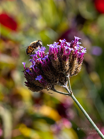Bellevue Botanical Gardens