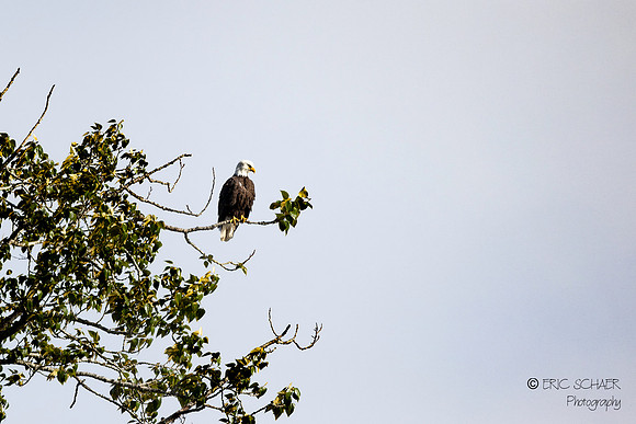 Bald Eagle